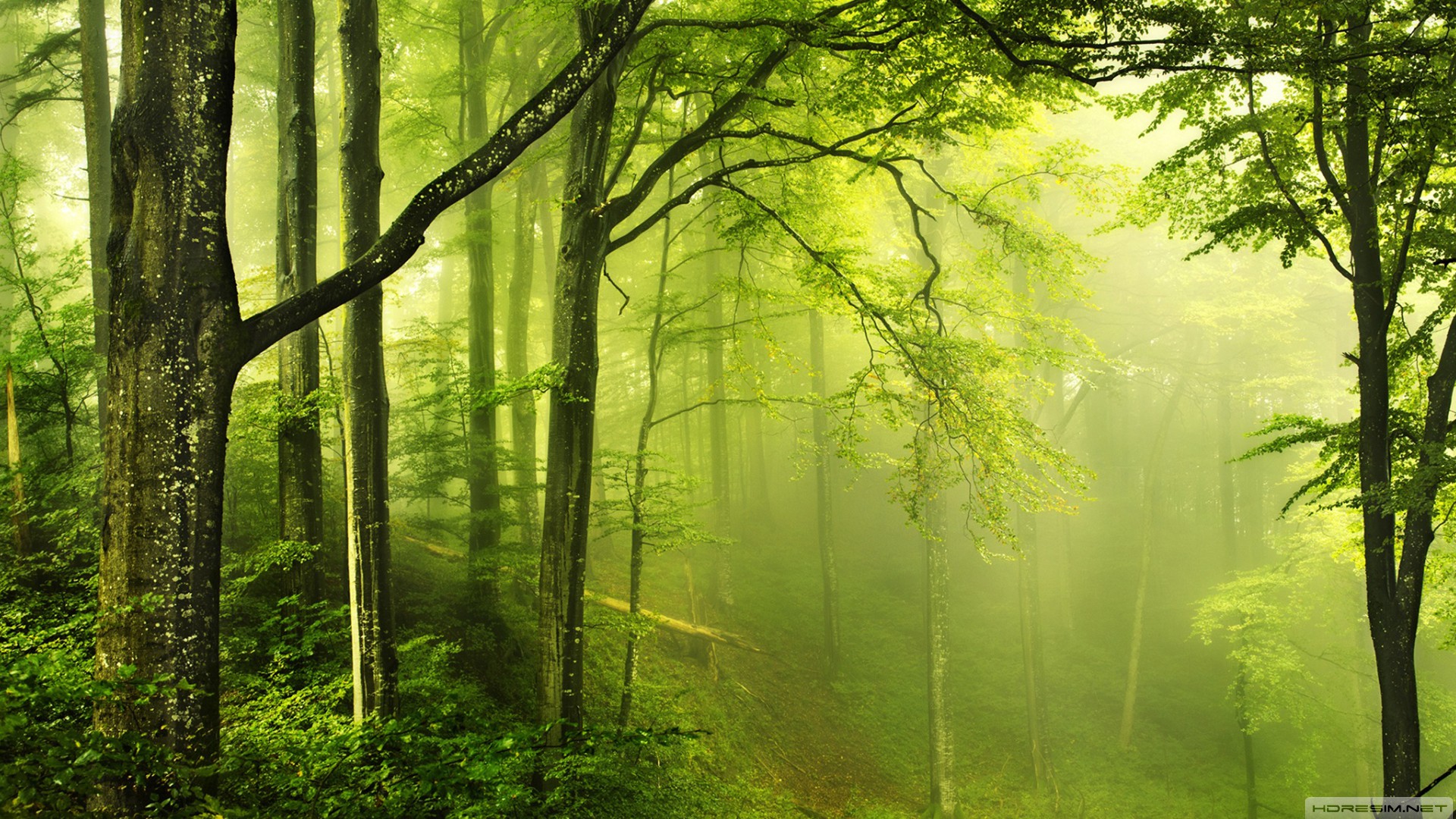 doğa,orman,ağaç,sis