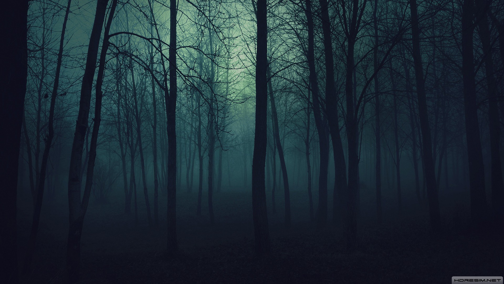 doğa,orman,ağaç,karanlık
