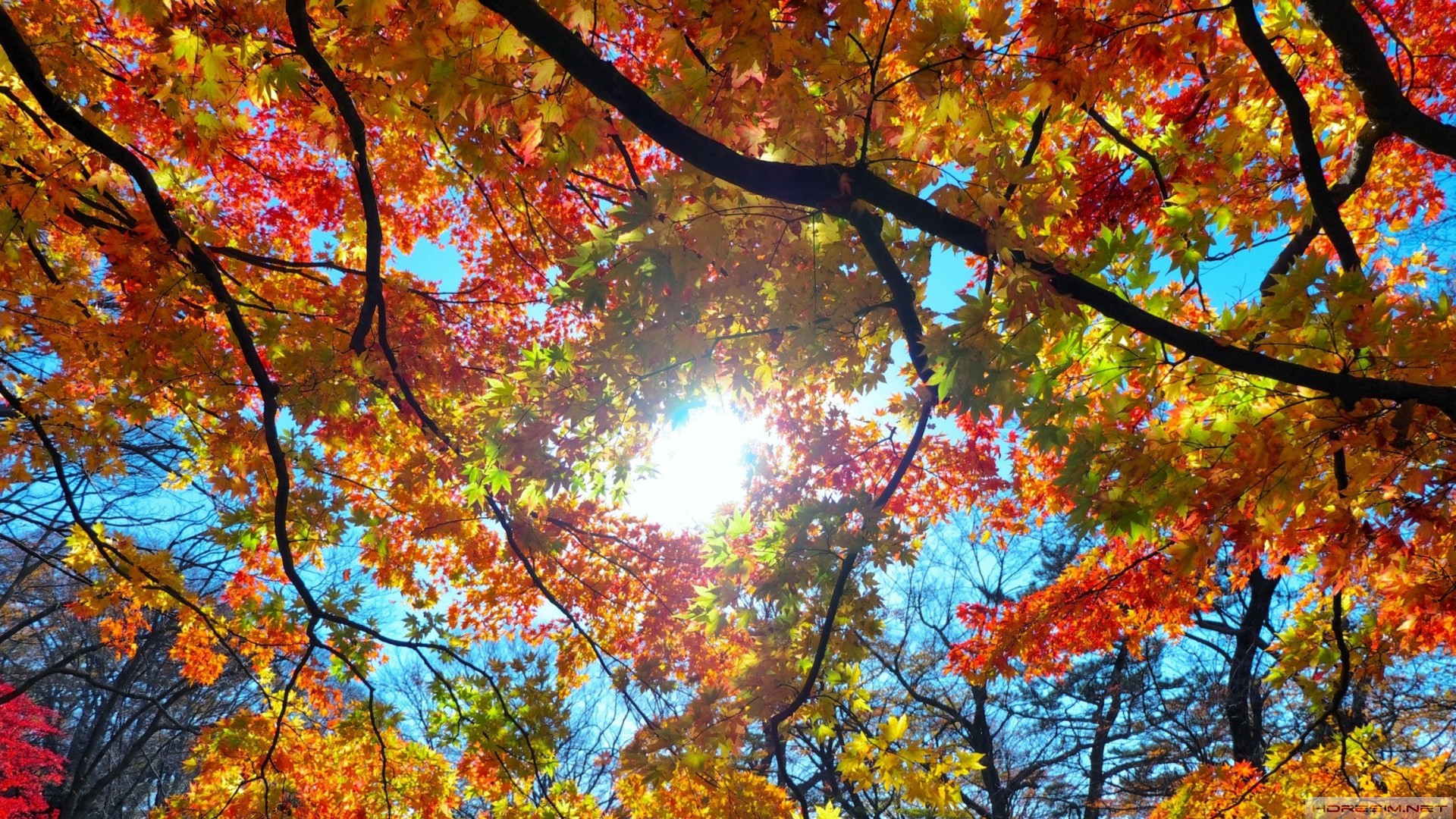 sonbahar,yaprak,ağaç,güneş
