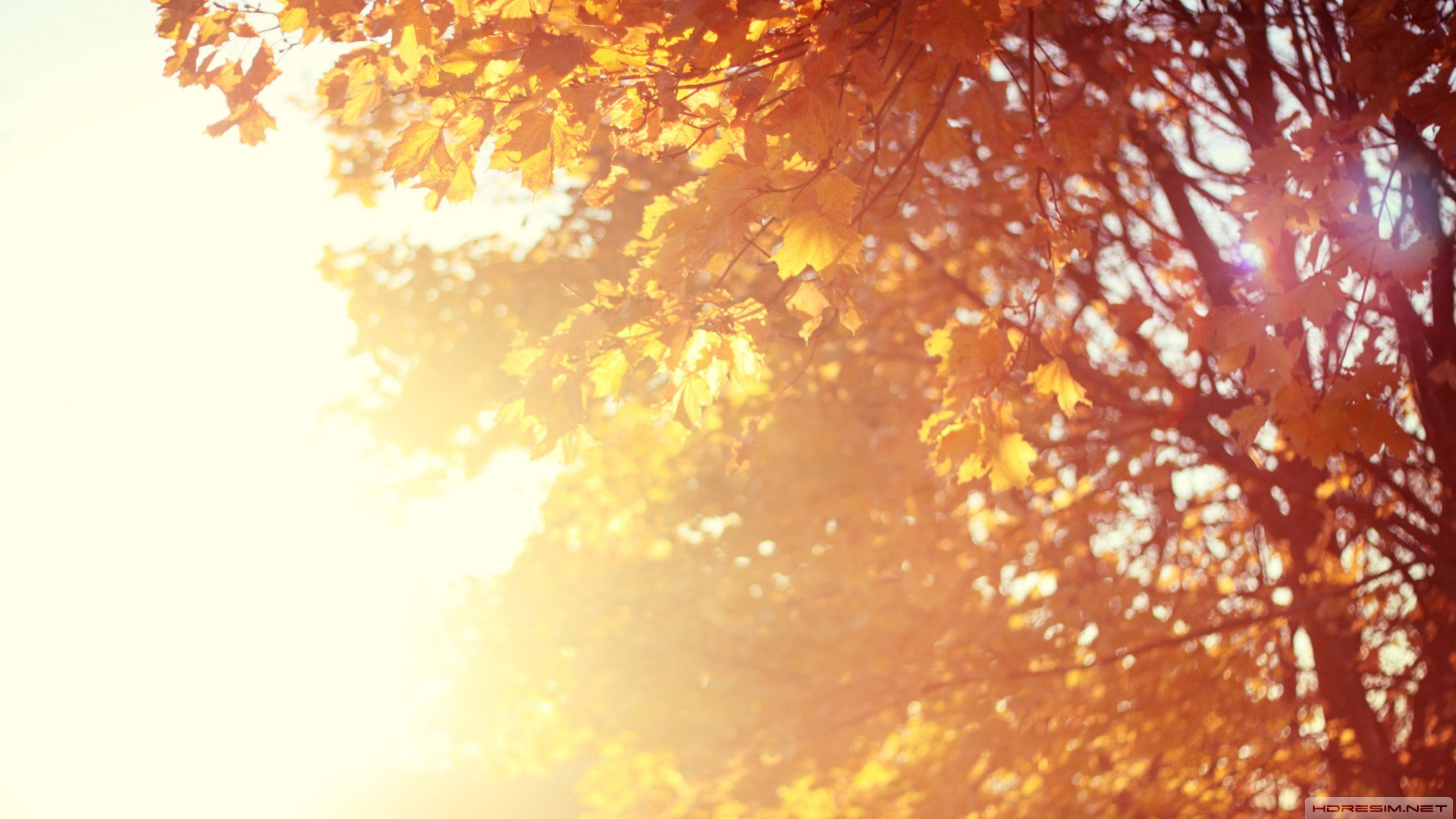 sonbahar,güneş,ağaç