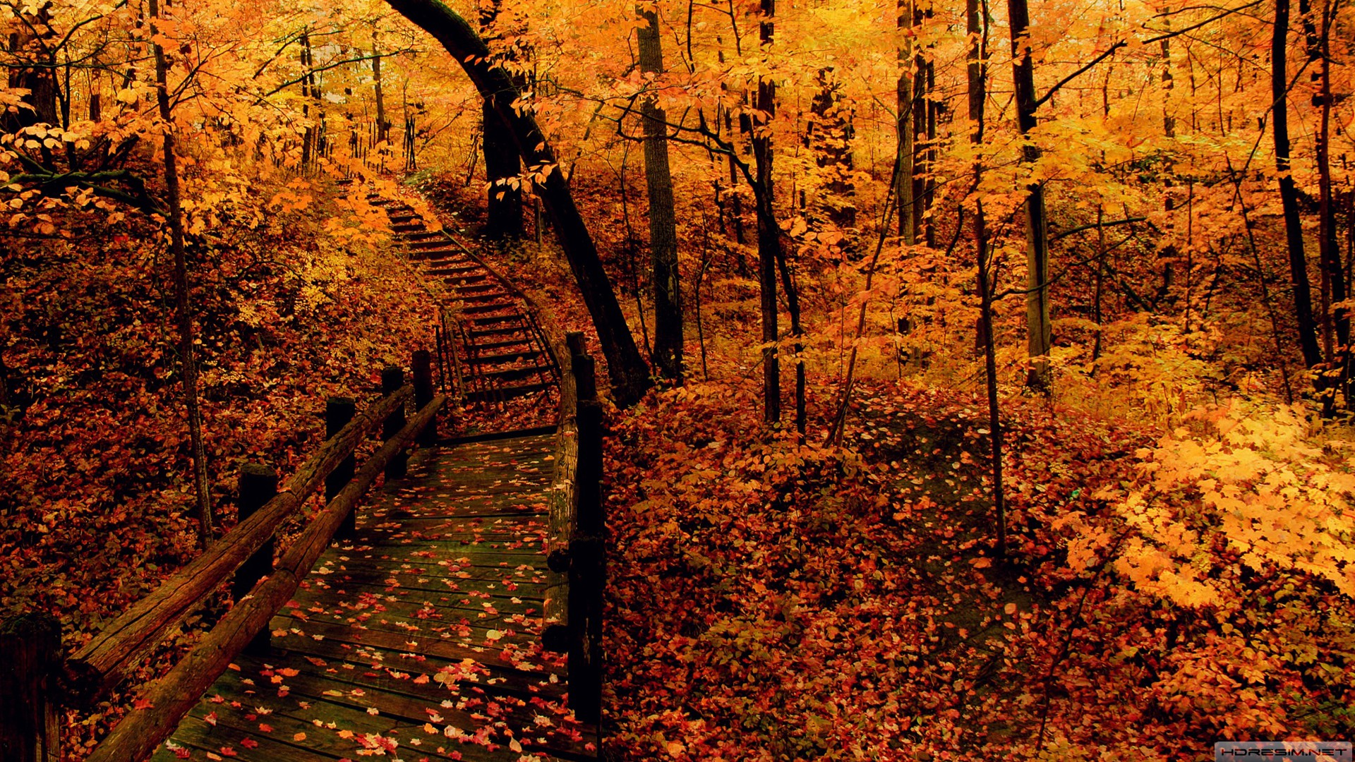sonbahar,ağaç,orman,yaprak,köprü