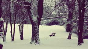 kış,kar,park,ağaç
