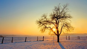 kış,kar,günbatımı,ağaç