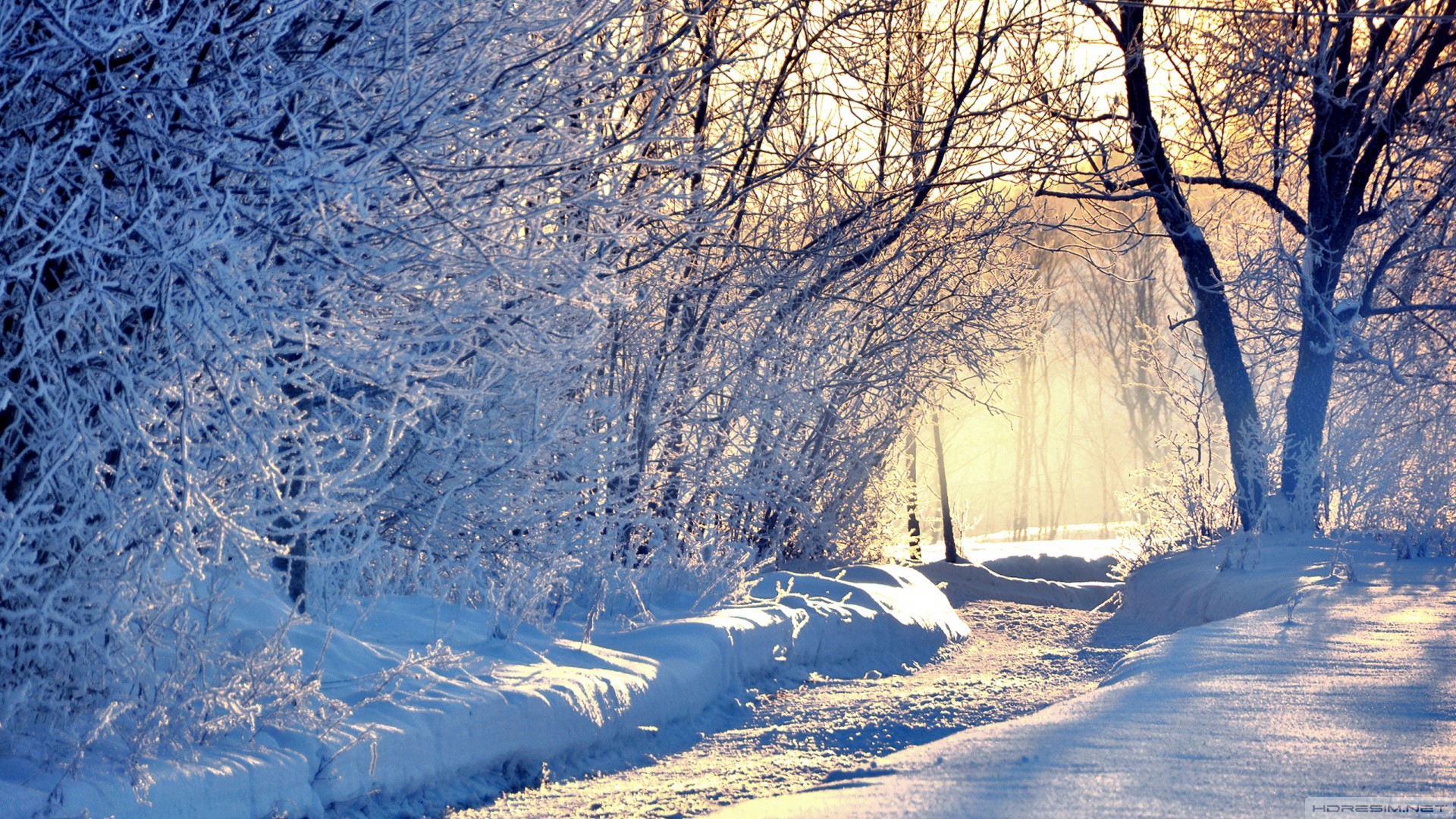 kış,kar,ağaç,yol,güneş