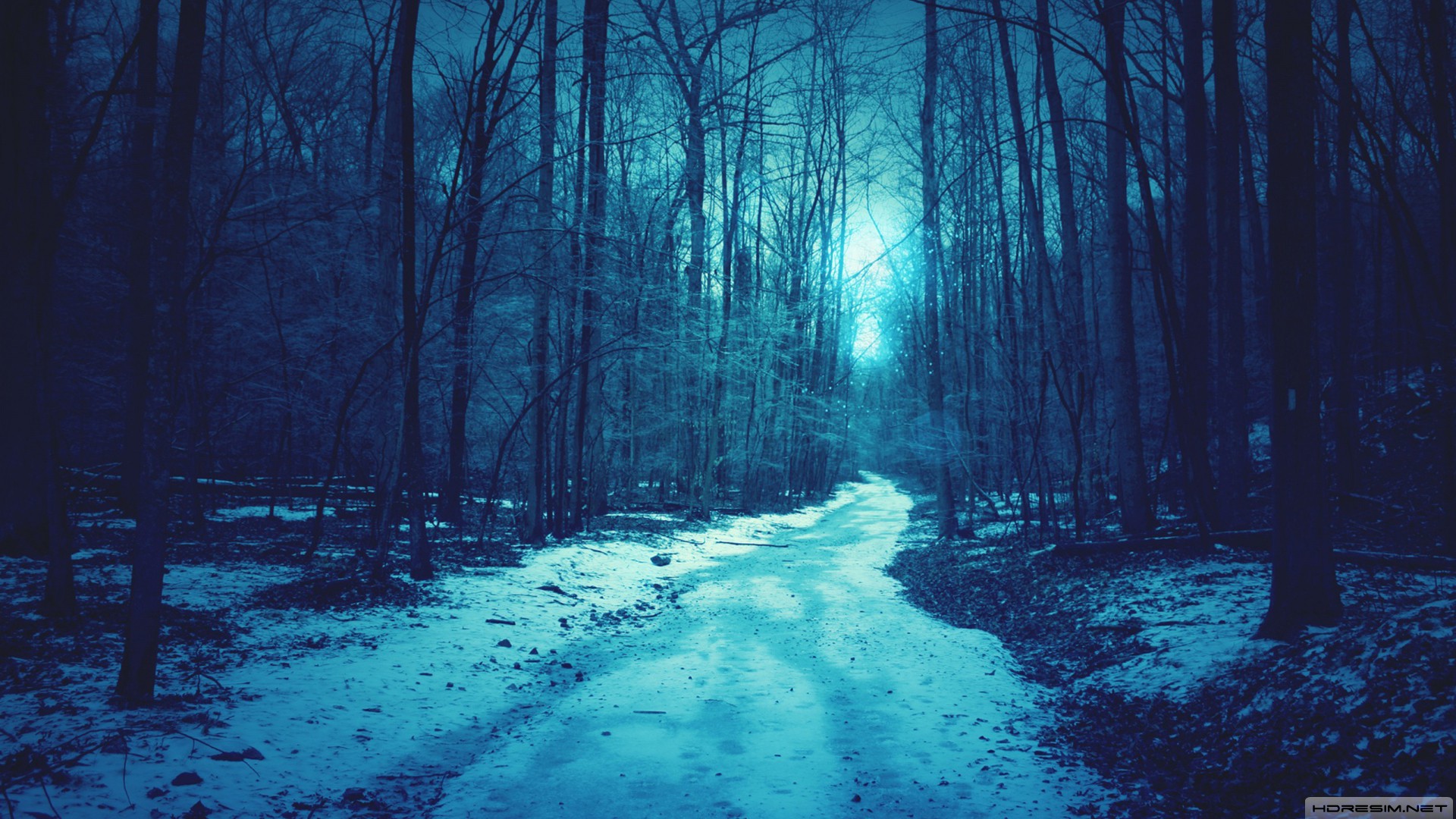 kış,kar,gece,orman,yol,ağaç